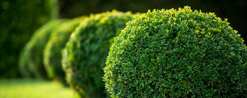 manicured spherical bushes